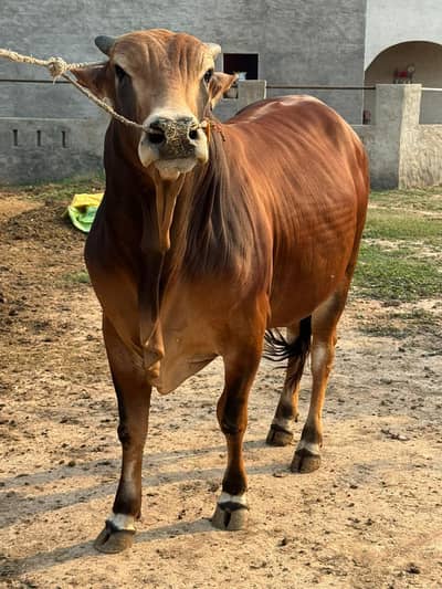 Sahiwal Bachry | Desi wachy | Bull | Qurbani 2026 | Bull For sale