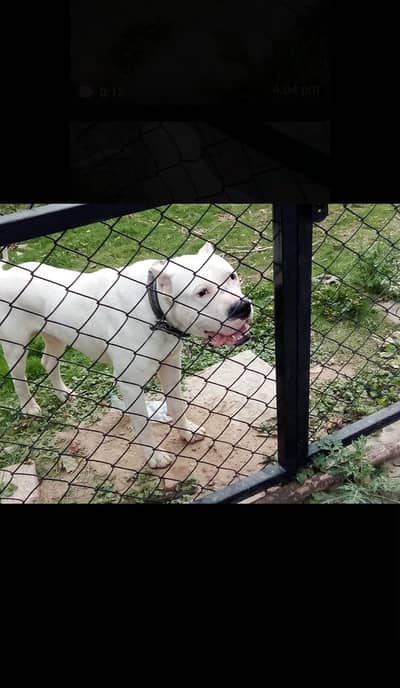 Pure Dogo Argentino Dog