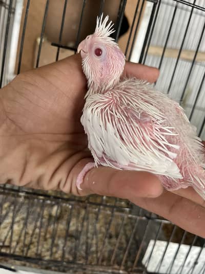 aoa cockital ka chicks avalibal