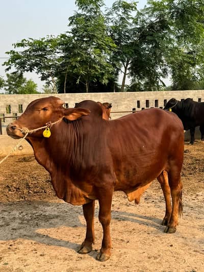 Bull / Bachra / Wacha / Desi bachre / Qurbani ka janwar /Qurbani 2026