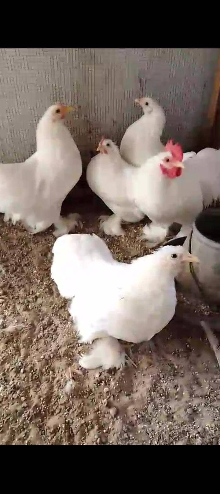 Zero Bantam 0