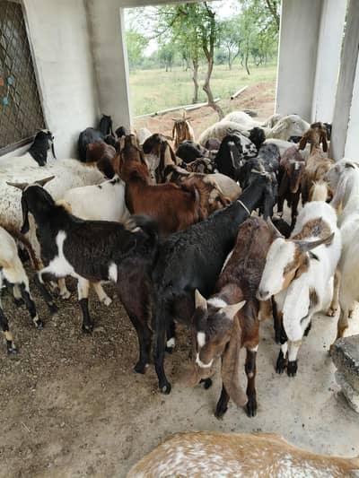 qurbani goat for sale