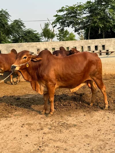 Bull / Bachra / Wacha / Desi bachre / Qurbani ka janwar /Qurbani 2026