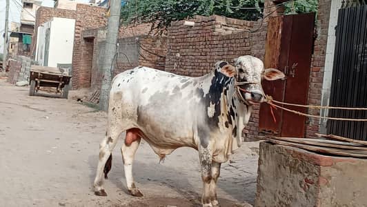 shahiwal abluk bull -Gor qurbani 2026