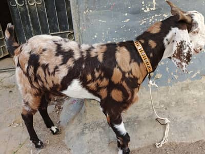 Khassi Bakra  Qurbani 2026 | بکرا |