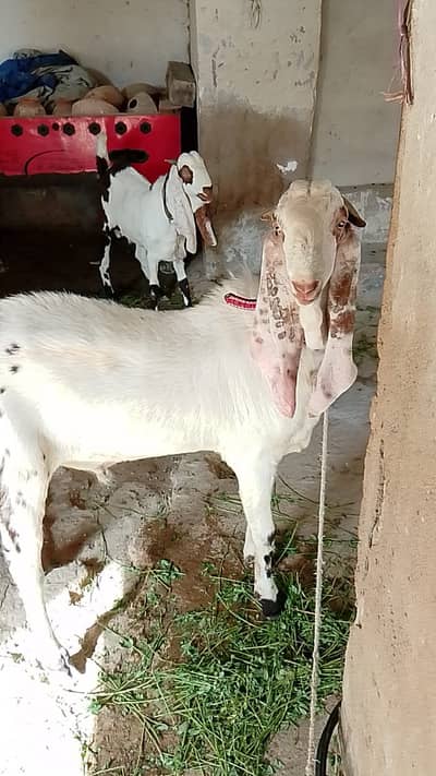Gulabi bakra