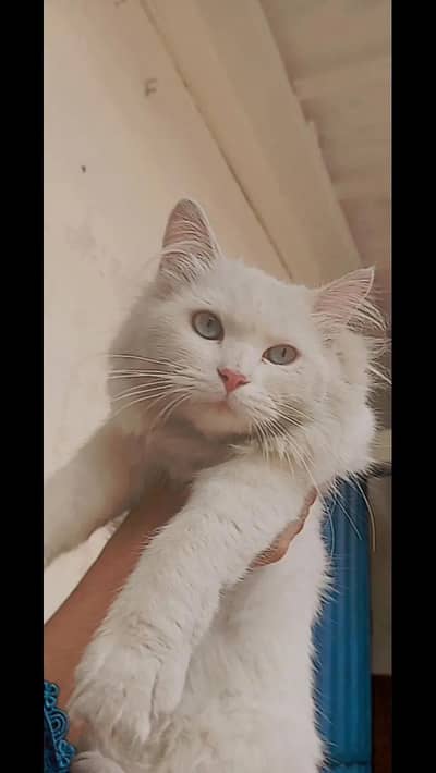 name Snow hai