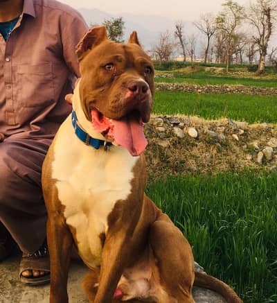 pure pitbull  available he