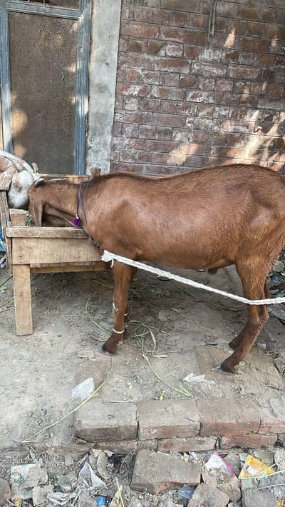 2 bakre for qurbani jori