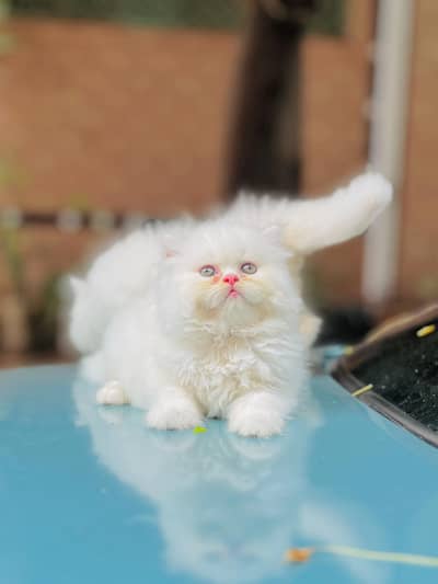 persian cat for sale MywatsapppNumber0348-55-58-176