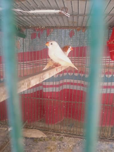 Mutation Finches