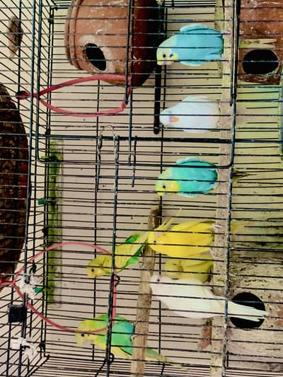 Budgie parrot for sale 10 total and 5 chicks also with cage