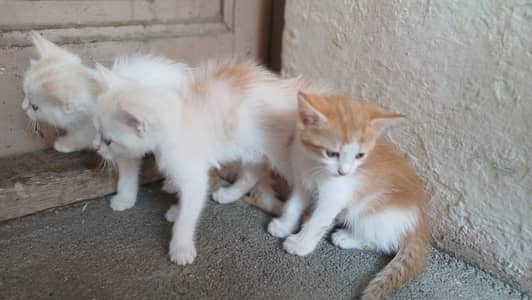 3 Persian kittens for 8k