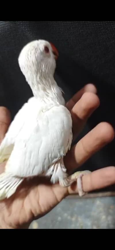 White Ringneck full healthy and active