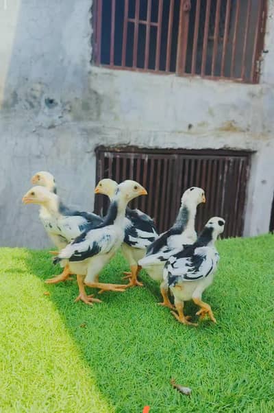black shamo chicks