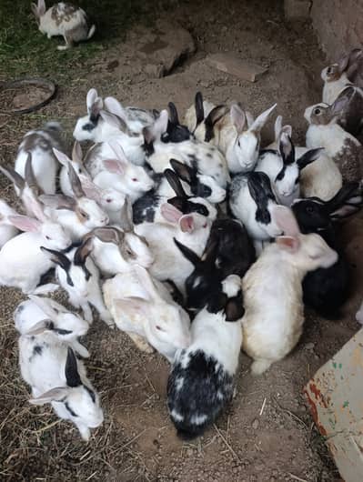 Rabbits Sale