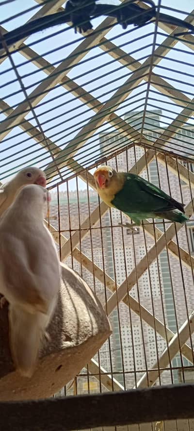 love birds
