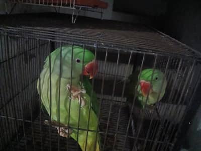 Raw hand tame parrots