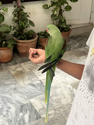 Female Raw Parrot