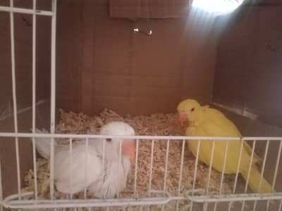 Yellow and white ring neck