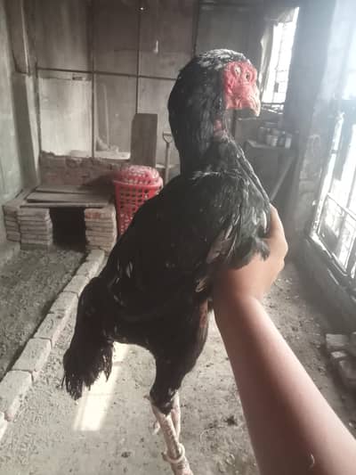 pure fareed koti x hint female for sale