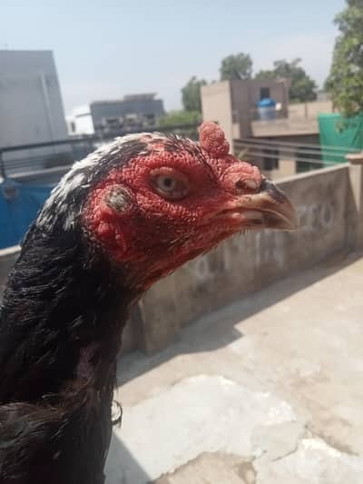 pure fareed koti x hint female for sale