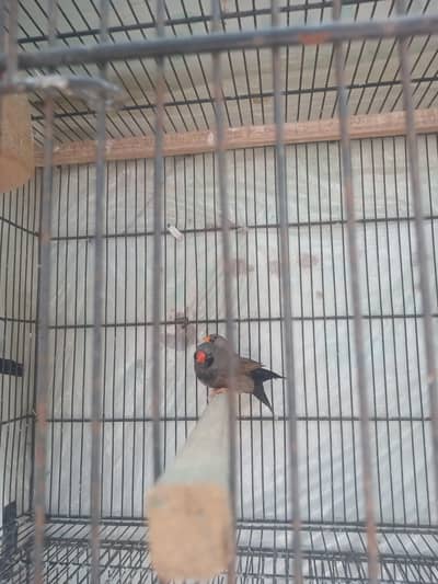 Mutation Finches