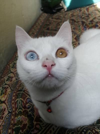 Female cat dubble eye sale and vaccinated hai card b hai