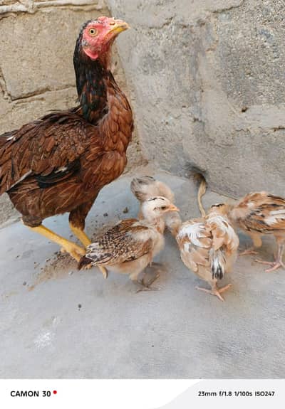 hens with 4 chicks