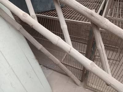 parrots pingrayy
