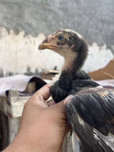 Jis Bahi kio chia rabbtia karia