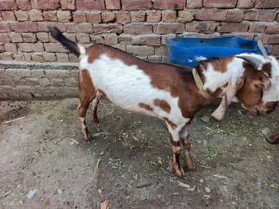 Qurbani k khubsuray or munasib qeemat k janwar