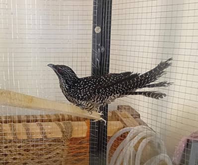 Female Asian Koel Available