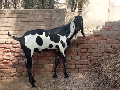 Qurbani Bakra