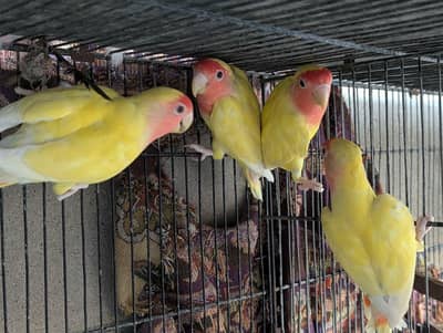 lotino 2 pair ready to first breed