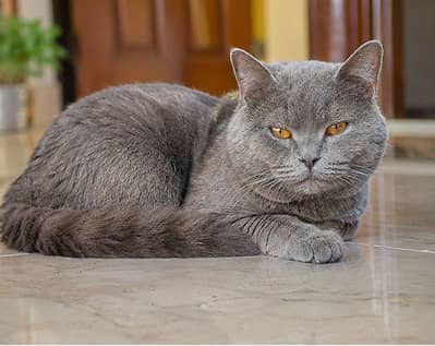 Pure British Shorthair Male Cat for Sale – 2 Years Old