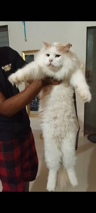 Beautiful Neutered Male Persian Cat – High Quality Price: 18,000 PKR