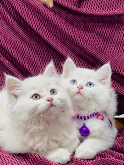 Persian female kitten for sale 03489629855 Whatsapp number