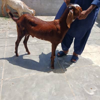 Goat /Bakra/qurbani Bakra/desi bakry/ Qurbani 2026/Qurbani ka Janwar