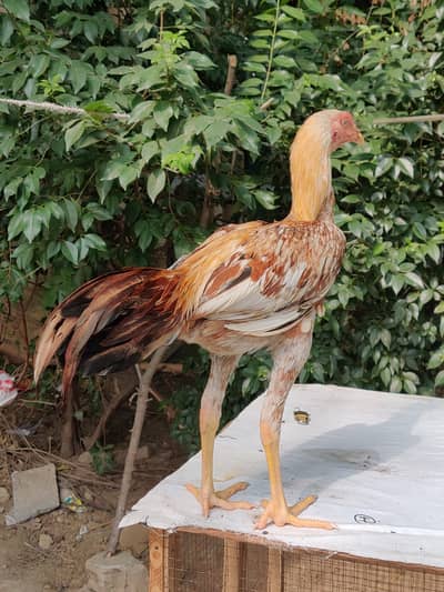 pure aseel Sindhi urgent sale