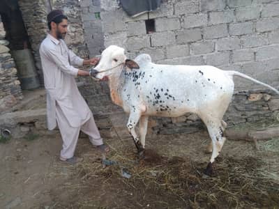 قربانی کا جانور