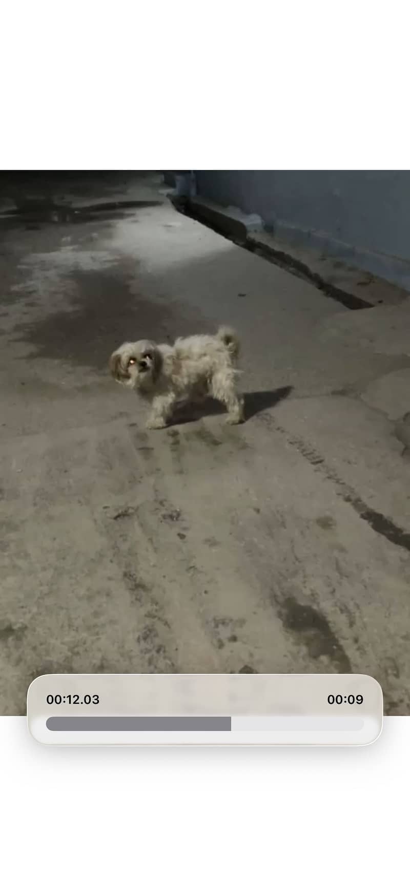 Shitzu 0
