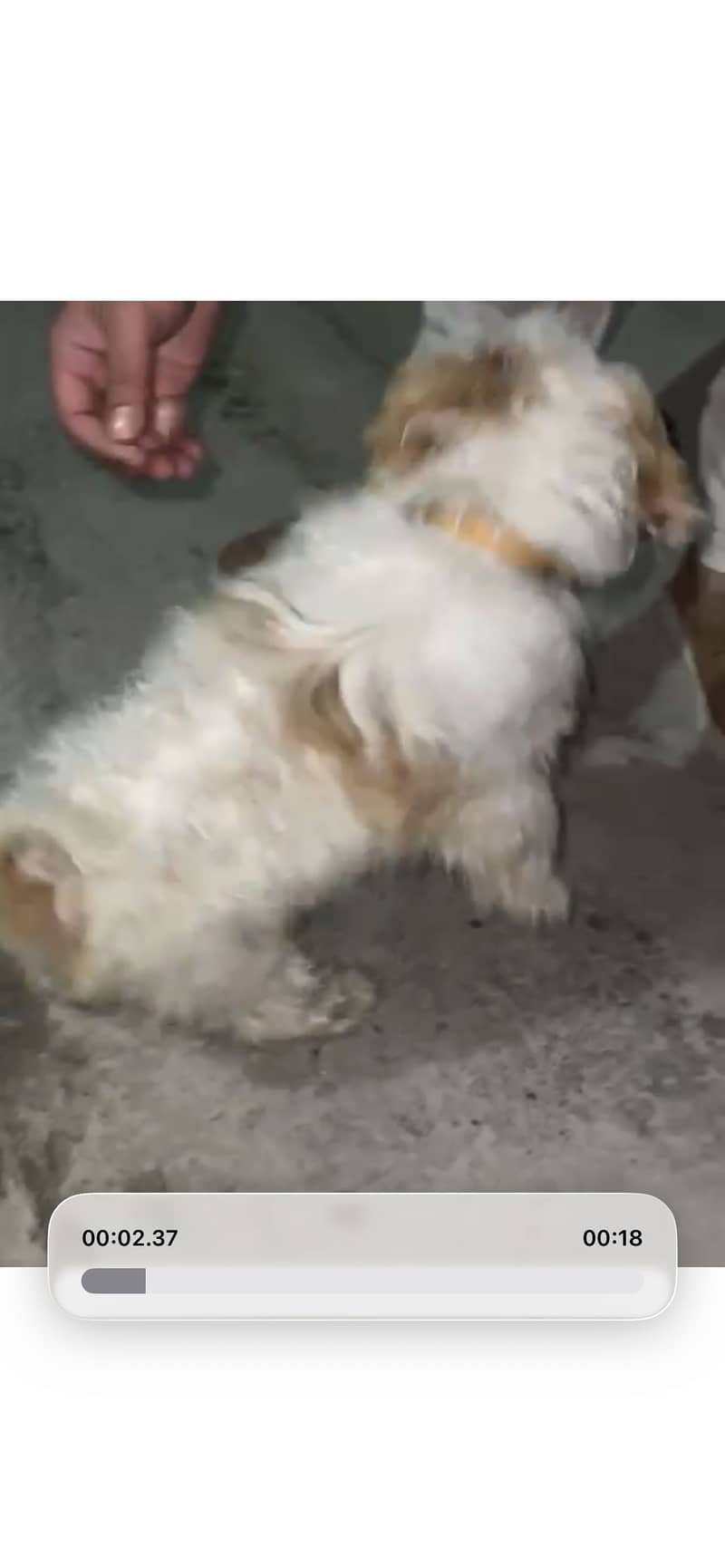 Shitzu 1