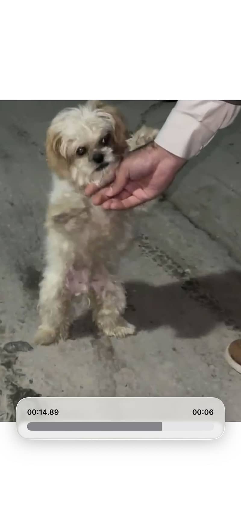 Shitzu 2