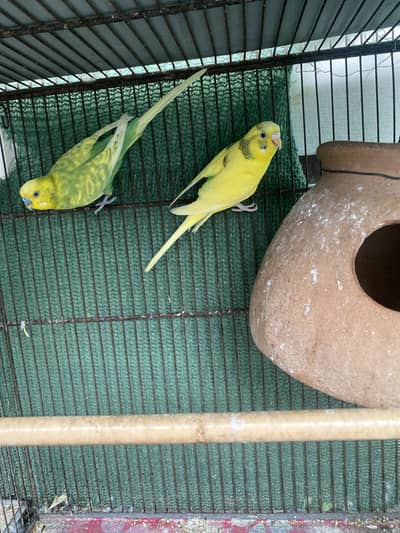 Budgies pair