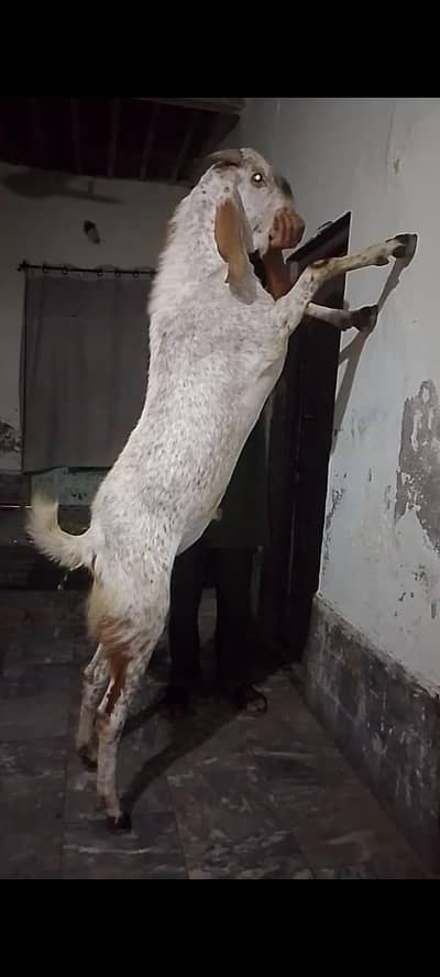 bakra for sale qurbani