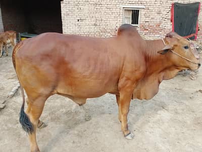 Sahiwal