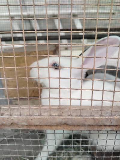 Rabbit pair for sale