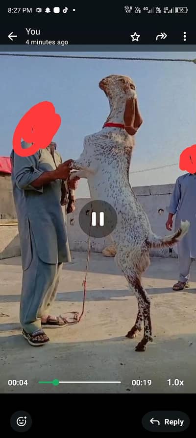 makhi chini bakra breader