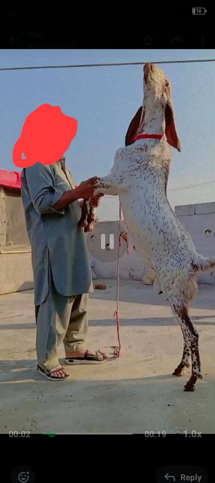 makhi chini bakra breader 1
